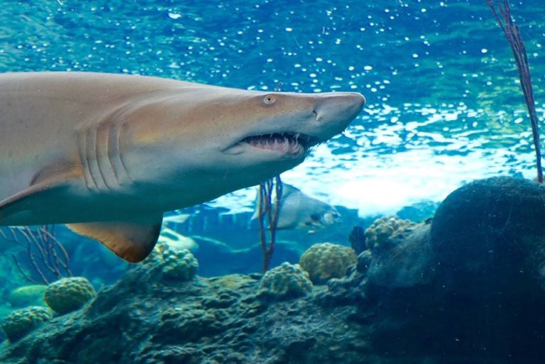 florida aquarium 768x513