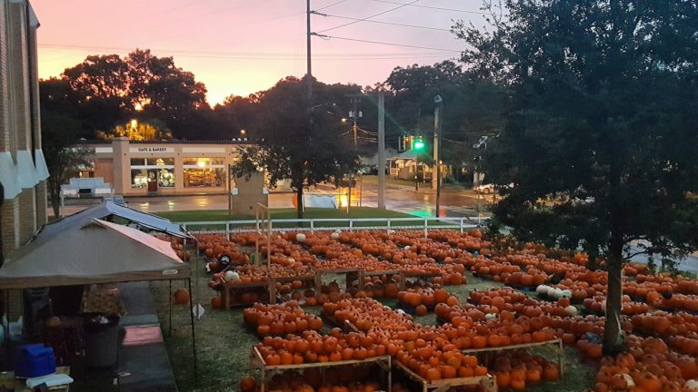 Seminole Heights Pumpkin Patch 768x432