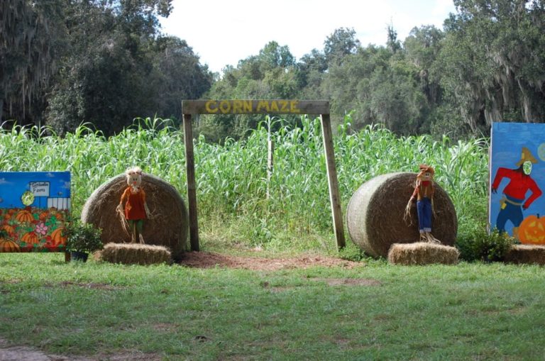 Timeberline Corn Maze 1024x679 1 768x509