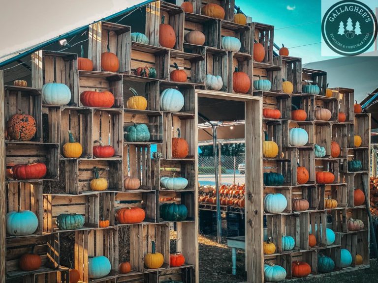 pumpkins gallagher 1 768x576