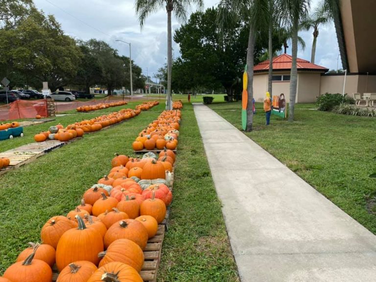 Pumpkin Patch in St. Petersburg 768x576