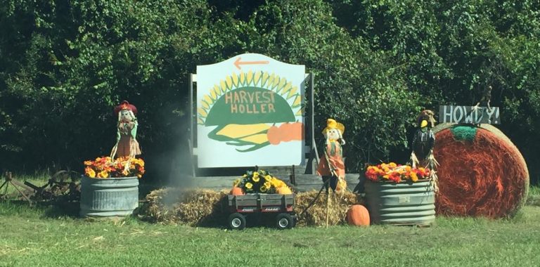 harvest holler corn maze 768x380