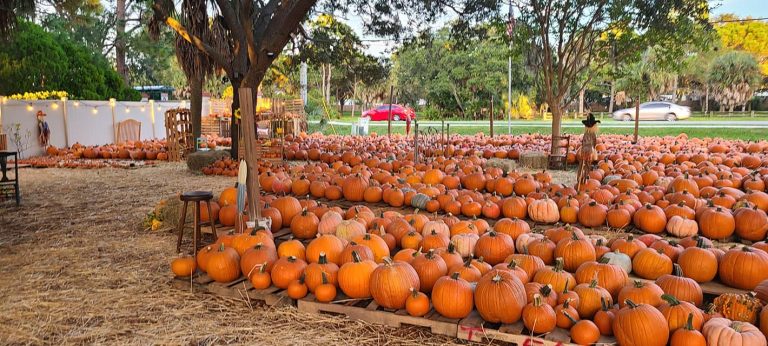 kirch church dunedin pumpkin patches 768x346