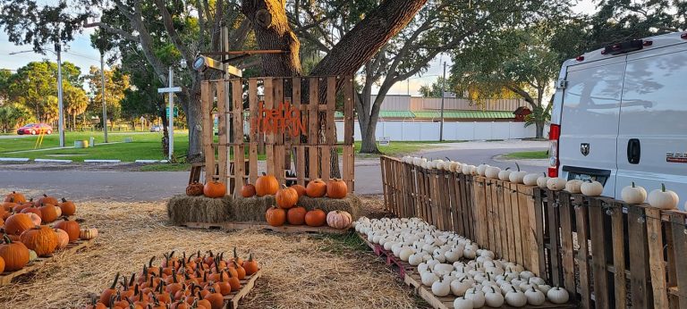 pumpkin patch dunedin 768x346