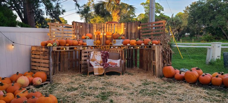 pumpkin patch dunedin kirk 768x346