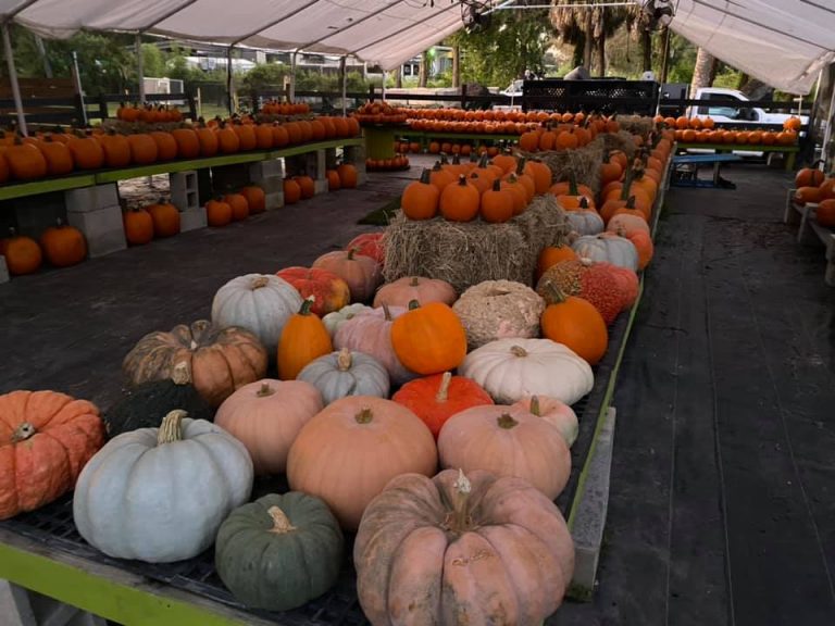 Fall festival largo florida pumpkin patches 768x576