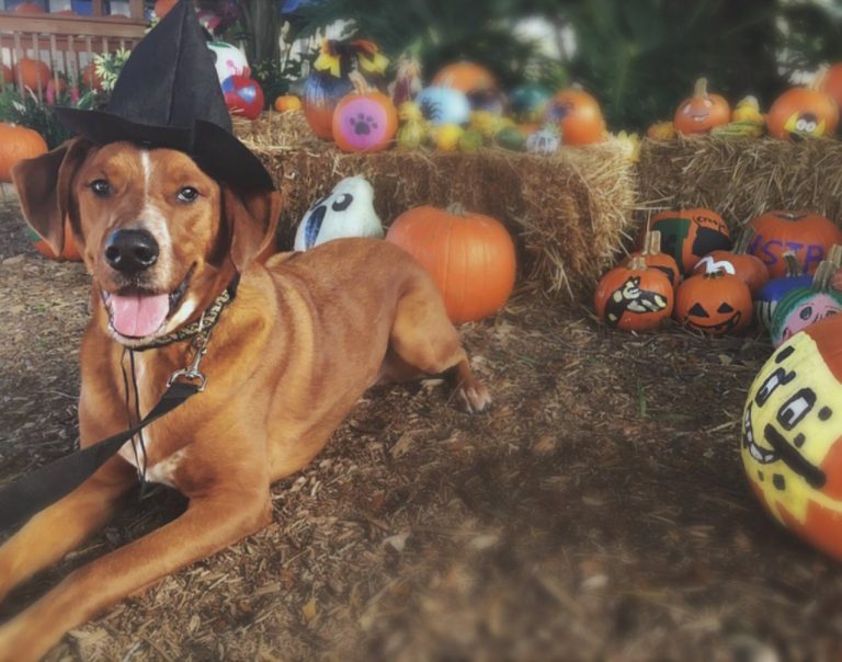 Humane Society Tampa Bay Pumpkin Patch 768x604