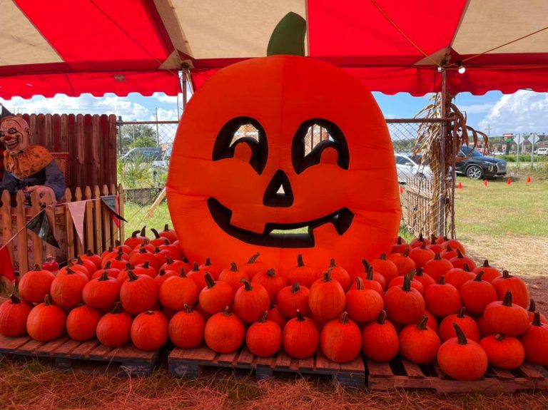 Morrows pumpkin patch pumpkins 768x575