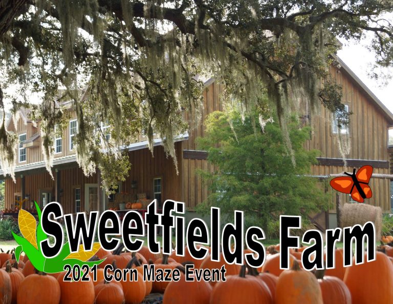 Swwetfields Farm Corn Maze Pasco County Pumpkin Patch 768x593