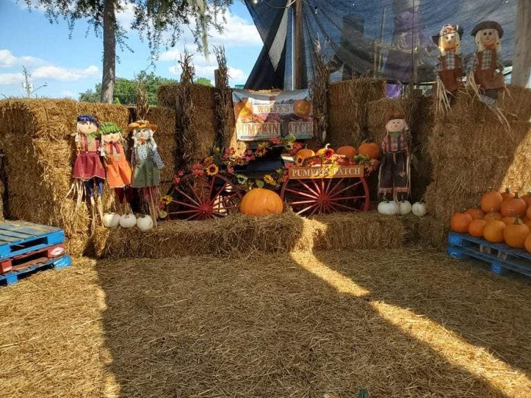 Wolfes pumpkin patch 768x576