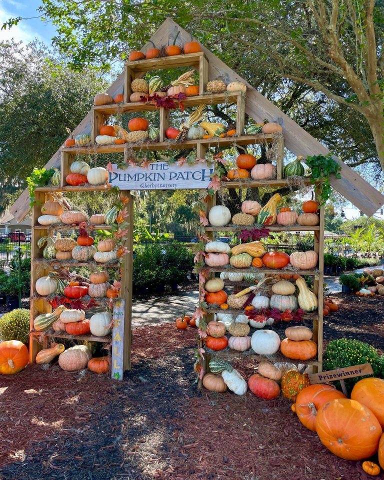 kerbys pumpkin patch 768x960