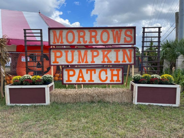 morrows pumpkin patch 768x575