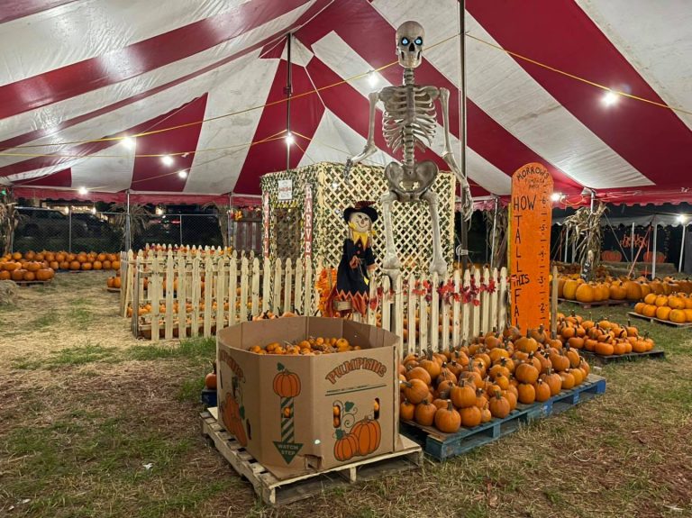 pumpkin patch morrows 768x575