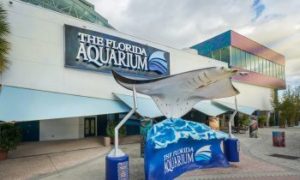 florida aquarium report cards sea star program