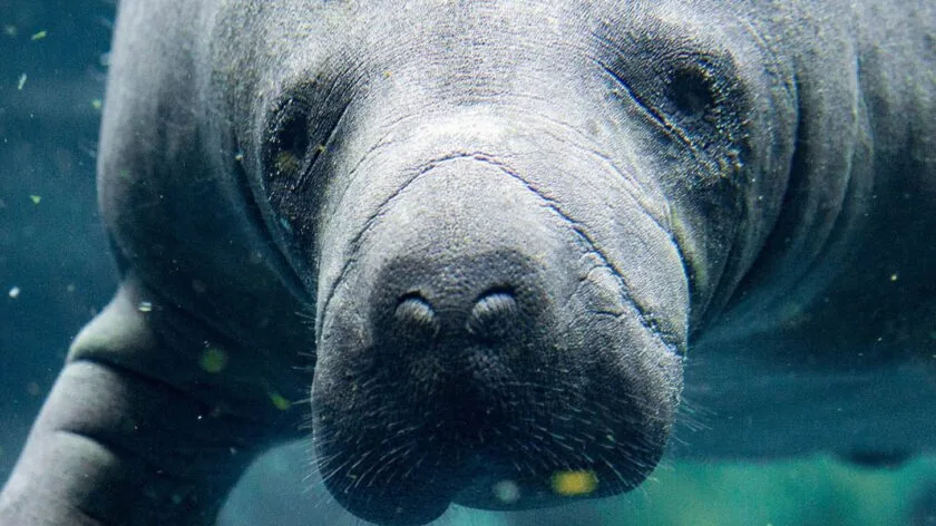 manatee 840x472
