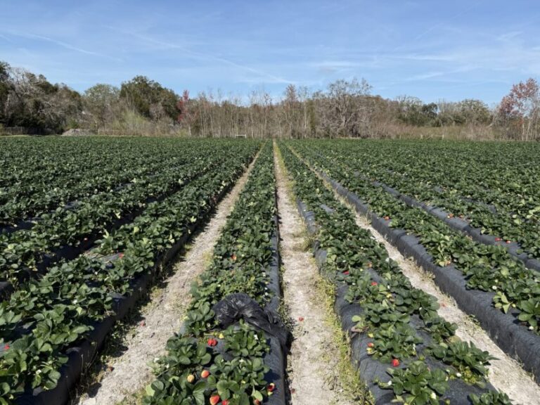 bearss groves 840x630 1 768x576