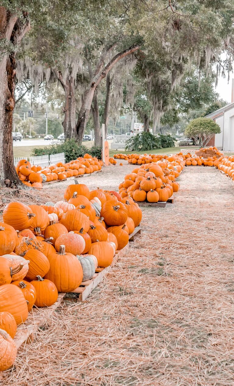 St Andrews Pumpkin Patch 768x1267