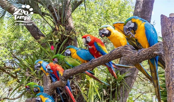 macaw-zoom-background-dTAZ6v